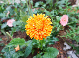 Gerbera daisy