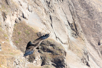 Flying condor over Colca canyon,Peru,South America.