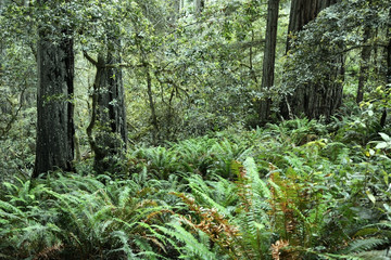 Redwood forest