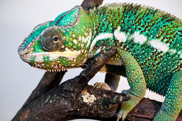 Panther chameleon
