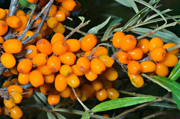 Branch of sea-buckthorn 1