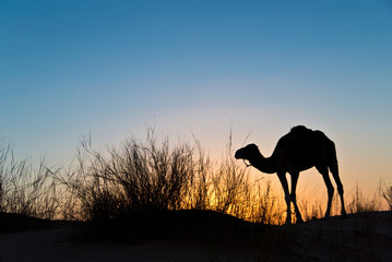 Fototapeta na wymiar Dromadaire dans le désert, soleil couchant