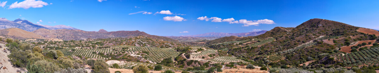 Panoramic view on the valley of olive trees in Crete, Greece.