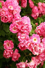 bush of beautiful pink roses