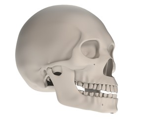 realistic 3d render of female skull