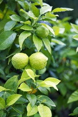 Citrus Fruit on the tree