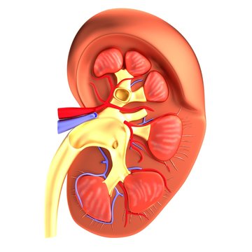 Realistic 3d Render Of Kidney