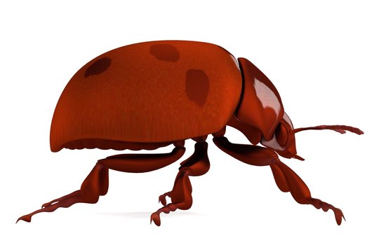 realistic 3d render of ladybug