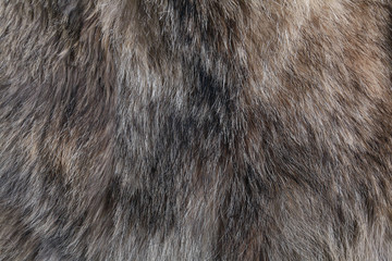 wolf fur texture - Powered by Adobe