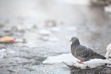 small bird in the cold winter