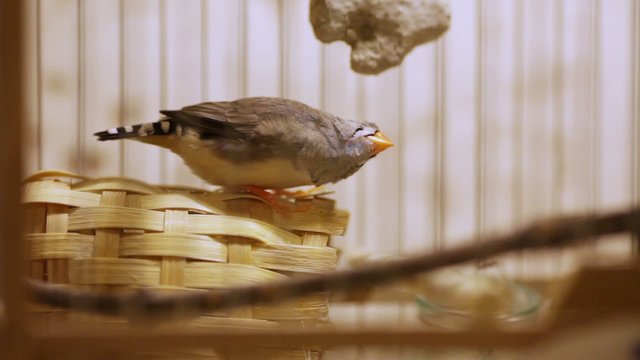 Amadin in a cage