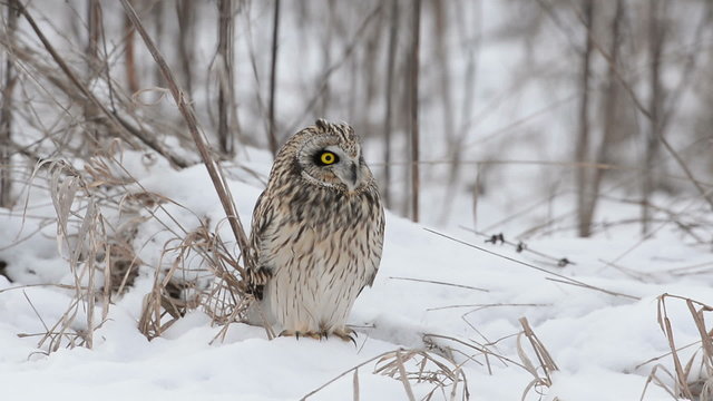 Short eared owl	