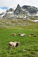 Fototapeta na wymiar Brown cow on green grass pasture