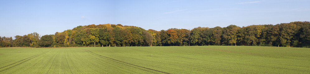 Panoramafoto eines Waldrands bei Kiel, Schleswig-Holstein,Deutsc