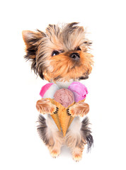 dog licking with ice cream