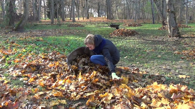 gardener girl put autumn rake leaves in big fabric sack in yard