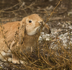 Hungry rabbit