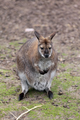 Macropus rufogriseus Red-necked wallaby