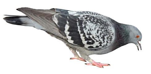 gray dove isolated on a white background. pigeon