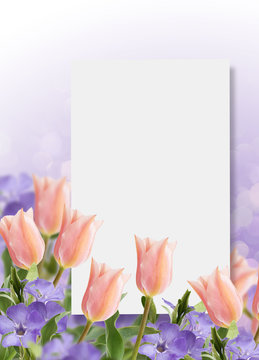 Postcard with fresh flowers tulips and periwinkle  and empty  pl