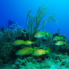 School of Yellow Fishes