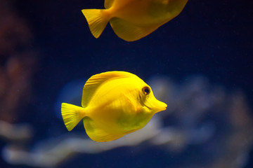 Fish, yellow tang in water