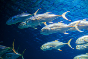 Shoal of silver fishes under water