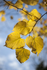 Yellow autumnal leaves