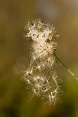 Dandelion fluffly seeds