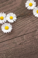 Obraz premium Weiße Blüten auf altem Holzbrett, Alles Liebe, grunge