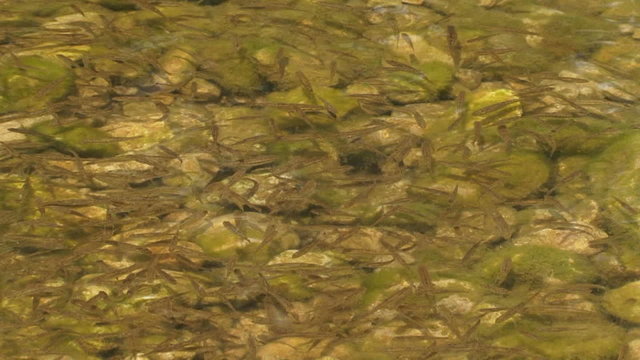 Fish juveniles swimming in a river. Close-up