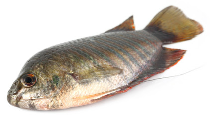 Banded gourami of Southern Asia