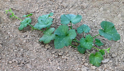 Pumpkin plant