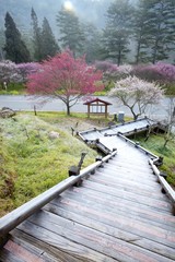 The sakura season of Taiwan