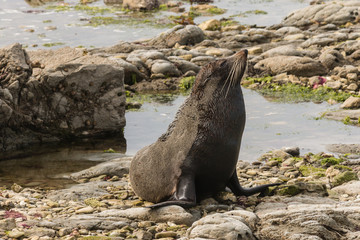 Fototapeta premium basking fur seal
