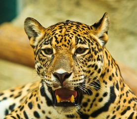 Obraz na płótnie Canvas Jaguar jest zwierząt w Ameryce Środkowej i Ameryce Południowej