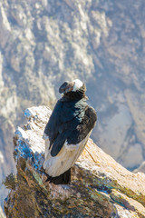 Condor at Colca canyon  sitting,Peru,South America.