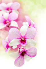 Naklejka na ściany i meble Pink orchids flower