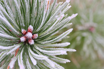 Background from winter forest. The Pine (Pinus sylvestris).