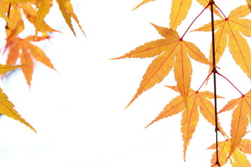 カエデの紅葉