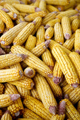 pile of corn cobs