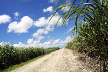 さとうきびの道 沖縄