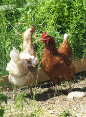 Poultry