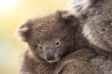 Obraz premium Baby Koala on Mother's Back