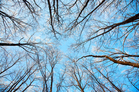 Treetops in the winter sunny forest