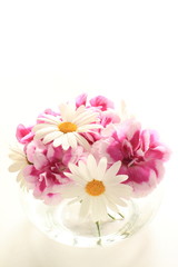 Daisy and pink carnation