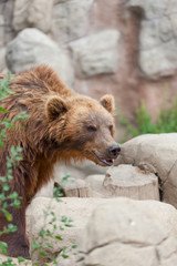 Big Kamchatka brown bear among stones in the wood