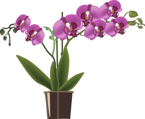 Naklejka na ściany i meble dark pink orchid in pot isolated on white