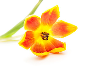 Closeup of open red yellow open tulip