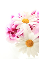 Obraz na płótnie Canvas daisy and pink carnation with copy space